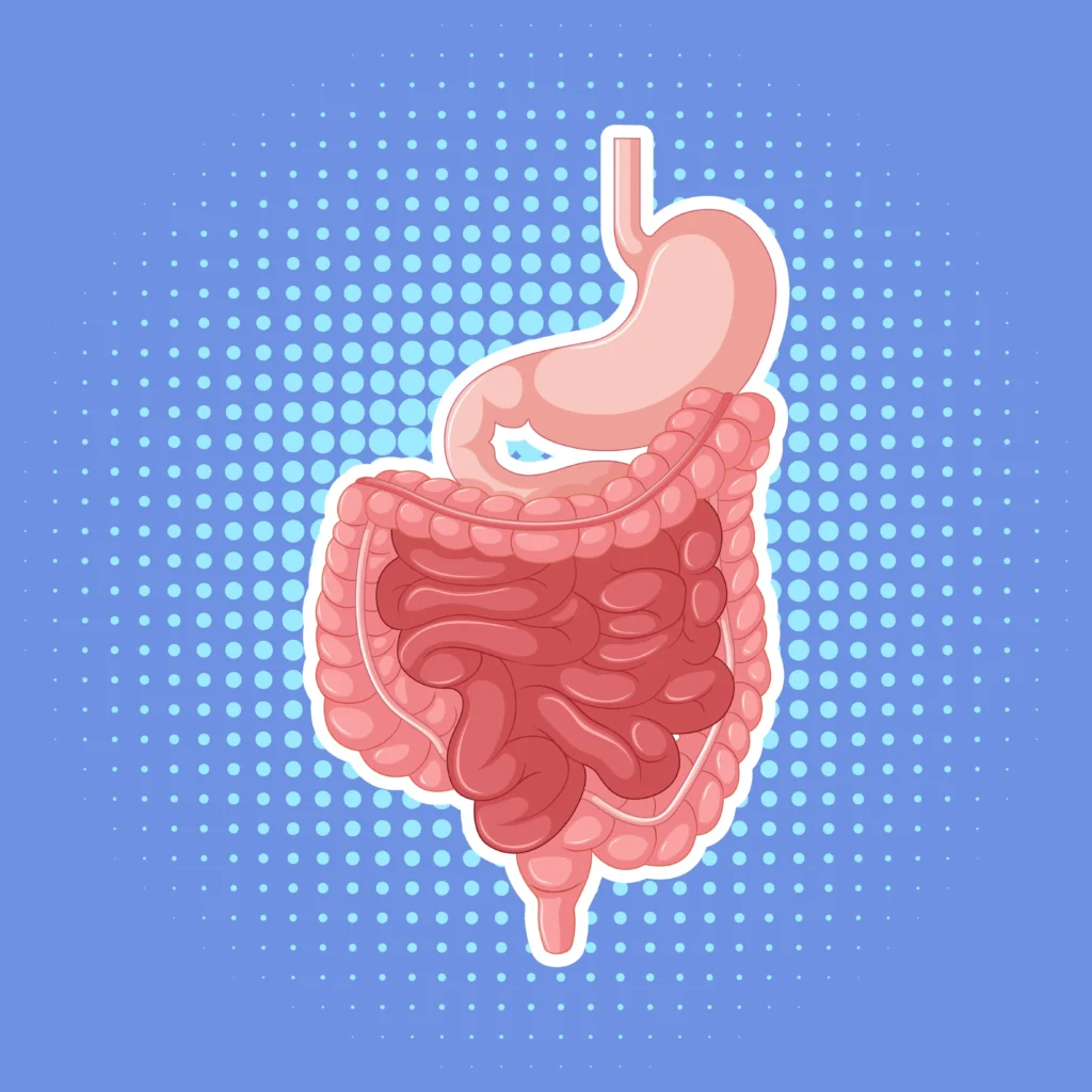 Illustration of human digestive system on a blue dotted background, highlighting natural gut health and gut repair foods for better digestion.